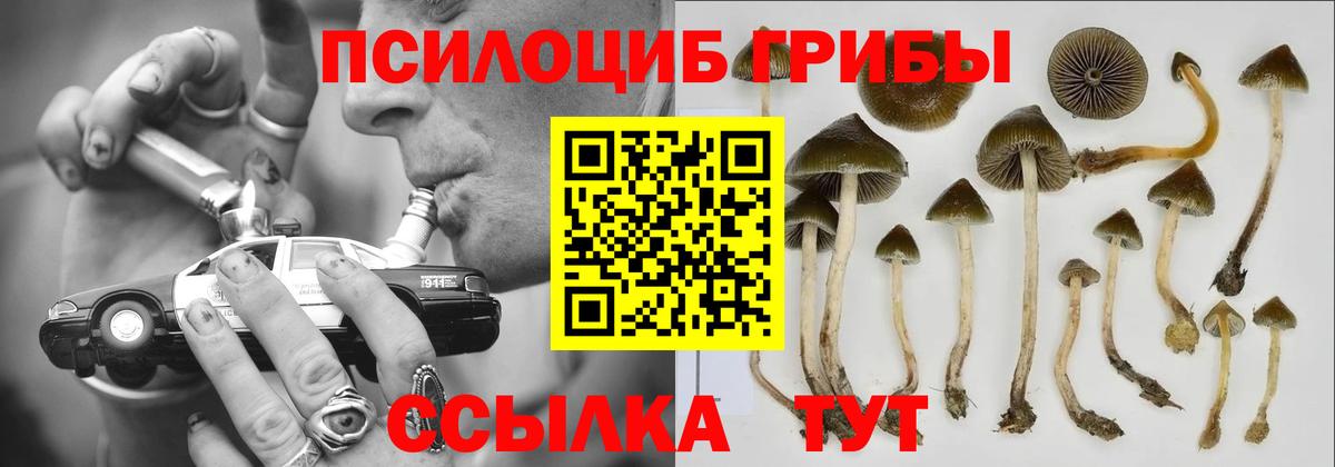 Псилоцибиновые грибы Cubensis Кировск